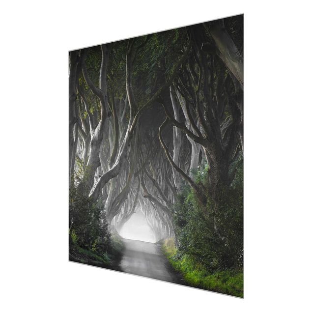 Glasbild - Wald in Nordirland - Quadrat 1:1