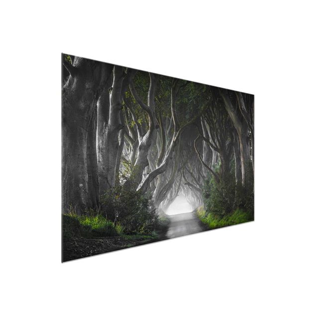 Glas Wandbilder Wald in Nordirland