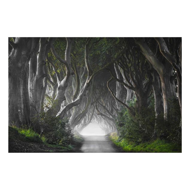 Glasbild - Wald in Nordirland - Quer 3:2
