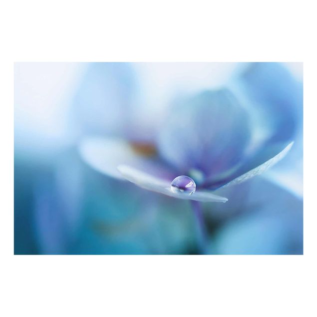 Glasbild - Wassertropfen Hortensienblüte - Querformat 2:3