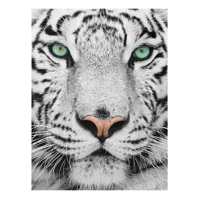 Glas Wandbilder Weißer Tiger