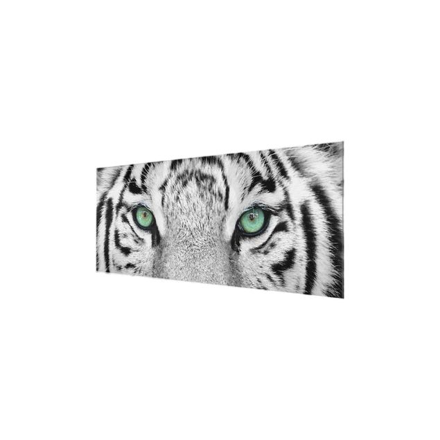 Glasbild - Weißer Tiger - Panorama Quer