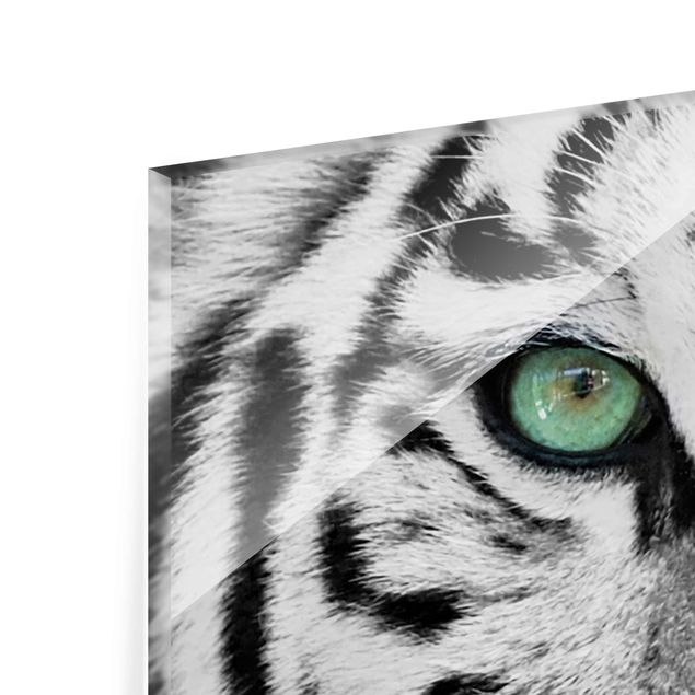 Glasbild - Weißer Tiger - Panorama Quer