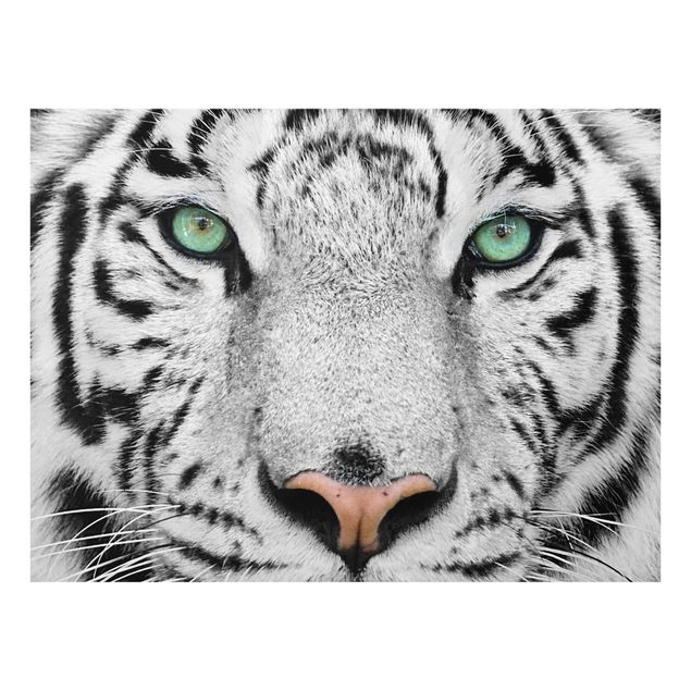 Glasbild - Weißer Tiger - Quer 4:3
