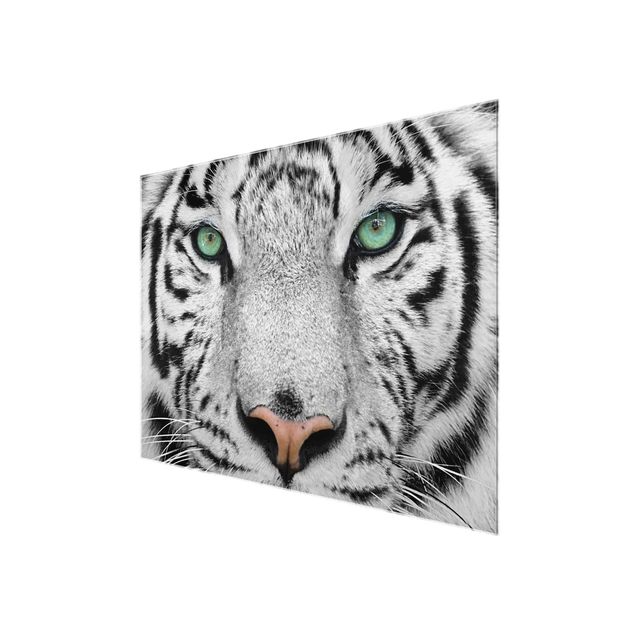Glasbild - Weißer Tiger - Quer 4:3