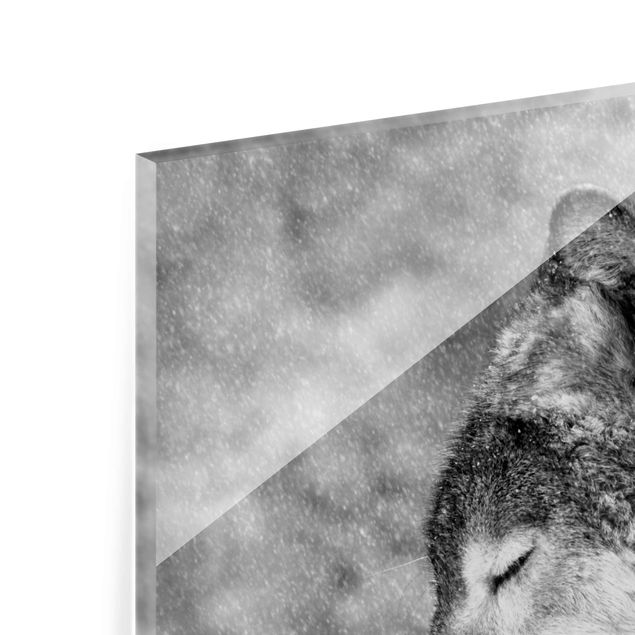Glasbild - Winter Wolf - Quadrat 1:1