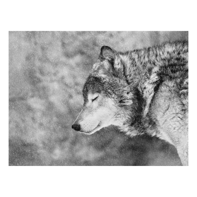 Glasbilder Winter Wolf