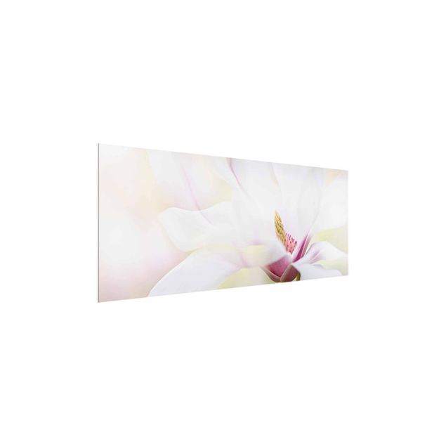 Glasbild - Zarte Magnolienblüte - Panorama