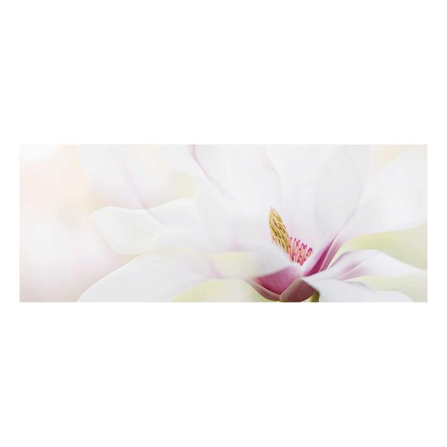 Glasbild - Zarte Magnolienblüte - Panorama