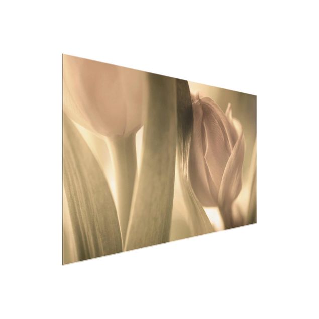 Glasbilder Zarte Tulpen