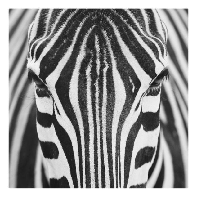 Glasbilder Zebra Look