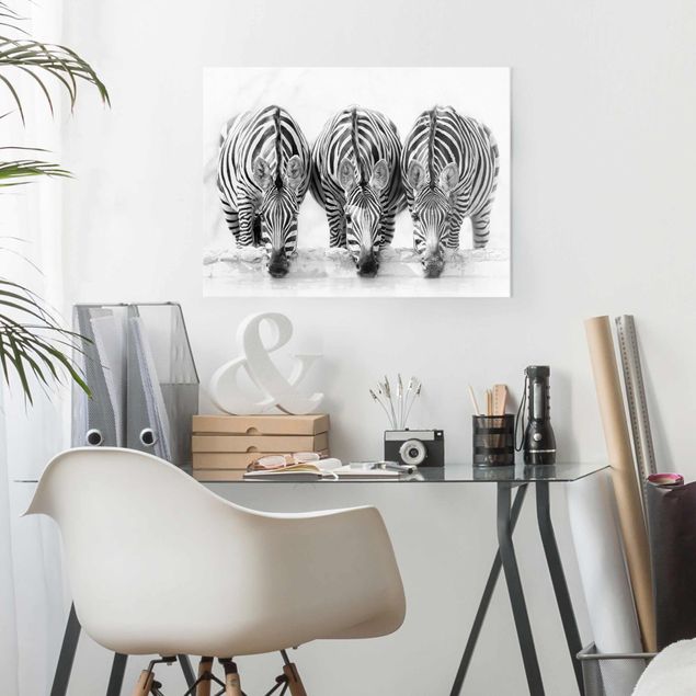 Glasbilder Tiere Zebra Trio schwarz-weiß