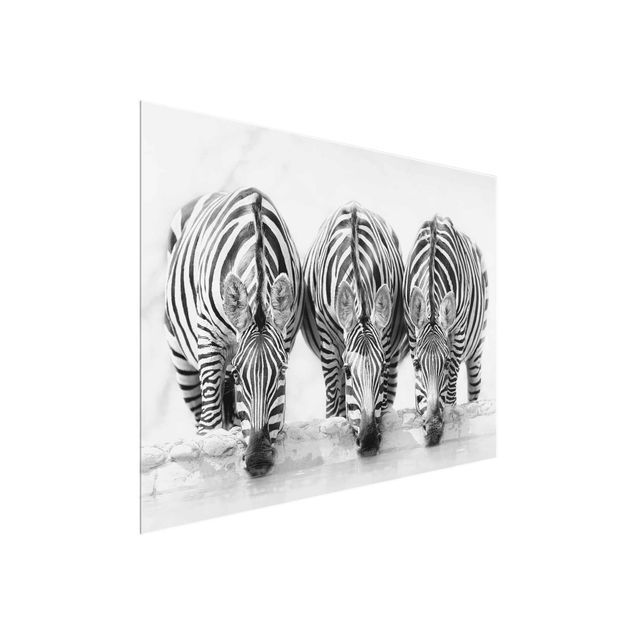 schöne Bilder Zebra Trio schwarz-weiß