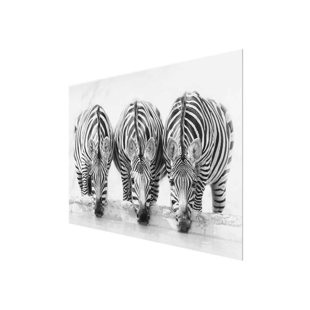 Glasbild - Zebra Trio schwarz-weiß - Querformat 3:4