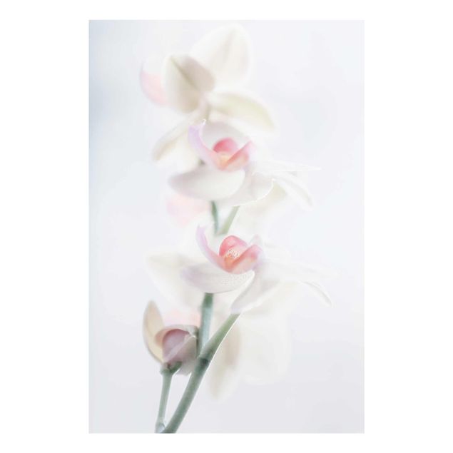 Glasbild - Zerbrechliche Orchidee - Hoch 2:3