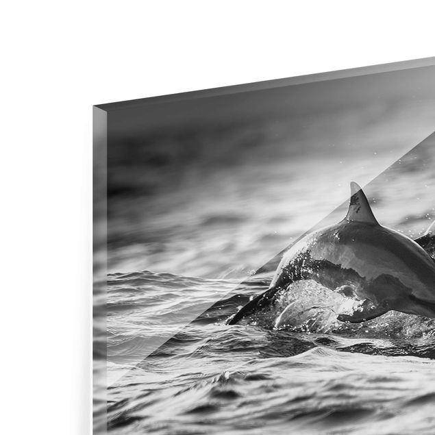 Glasbild - Zwei springende Delfine - Panorama