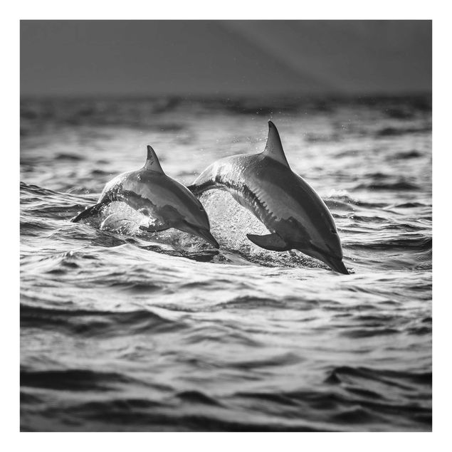 Glasbilder Zwei springende Delfine