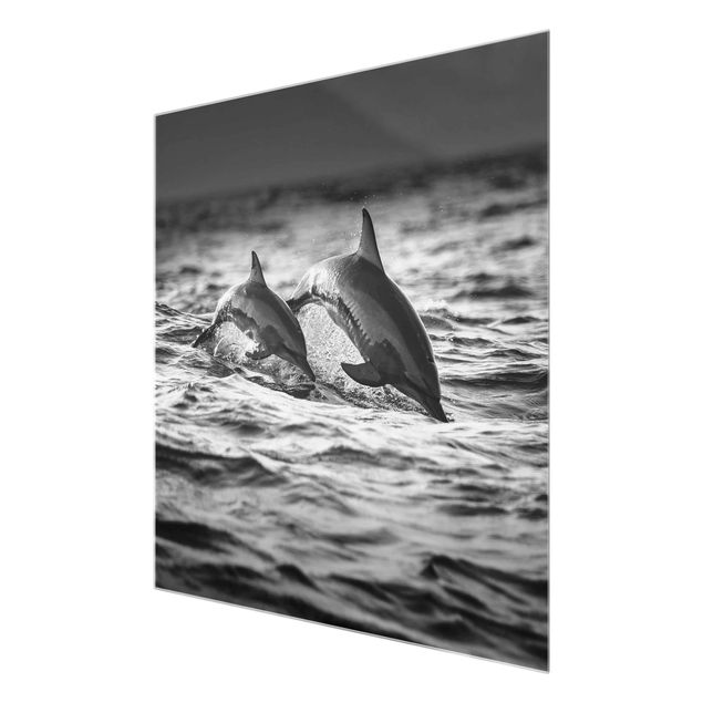 Glasbild - Zwei springende Delfine - Quadrat 1:1