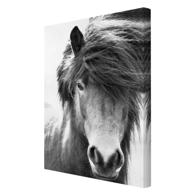schöne Leinwandbilder Island Pferd in Schwarz-weiß