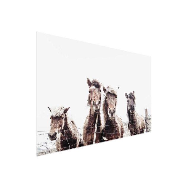 schöne Bilder Island Pferde