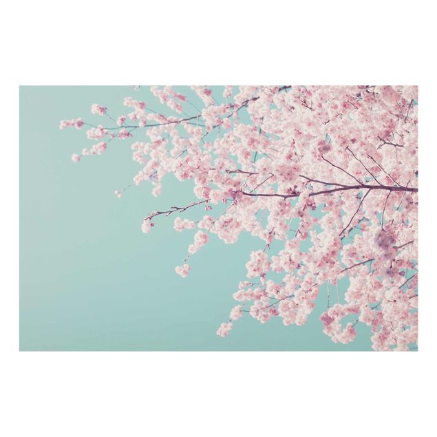 Bilder auf Glas Japanische Kirschblüte