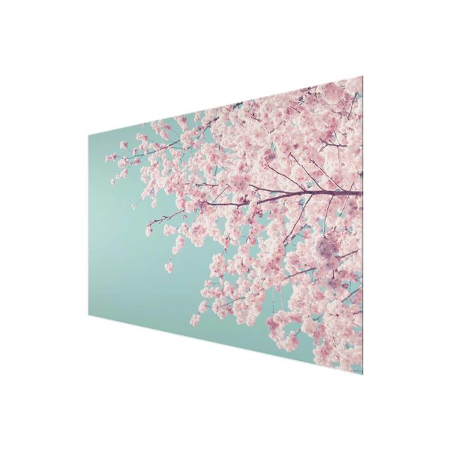 Glasbild - Japanische Kirschblüte - Querformat