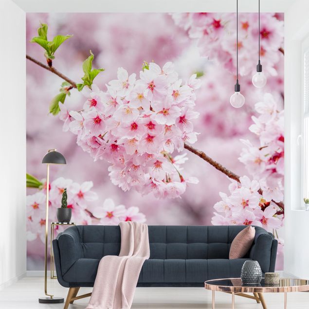 schöne Tapeten Japanische Kirschblüten