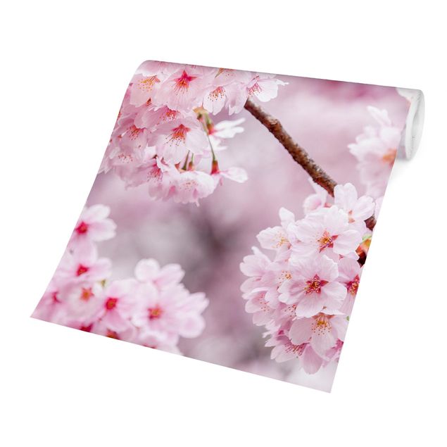 Fototapete selbstklebend Japanische Kirschblüten