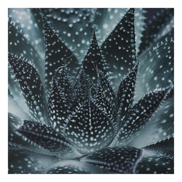 Glasbild - Kaktus mit Sternpunkten bei Nacht - Quadrat