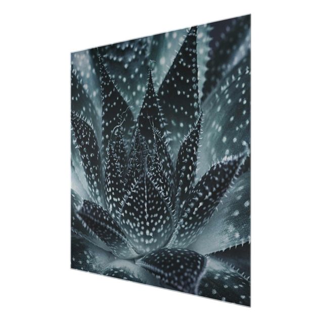 Glasbild - Kaktus mit Sternpunkten bei Nacht - Quadrat