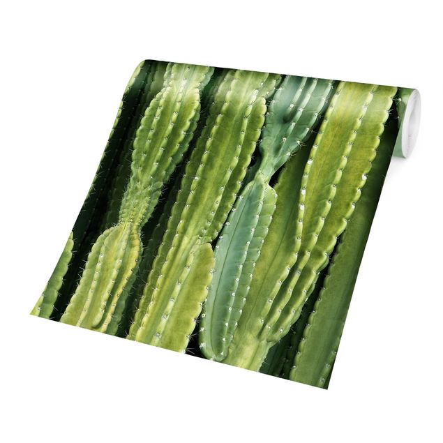 Tapete selbstklebend Kaktus Wand