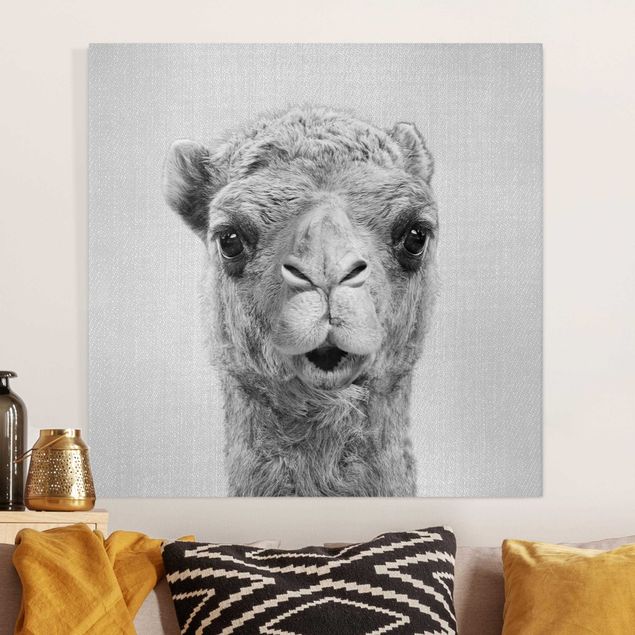 Leinwandbilder schwarz-weiß Kamel Konrad Schwarz Weiß