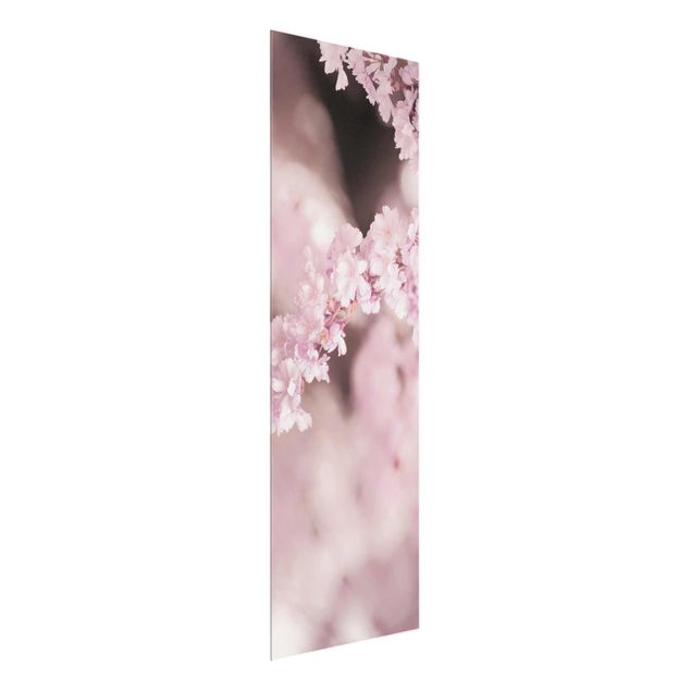 Wandbilder Kirschblüte im Violetten Licht
