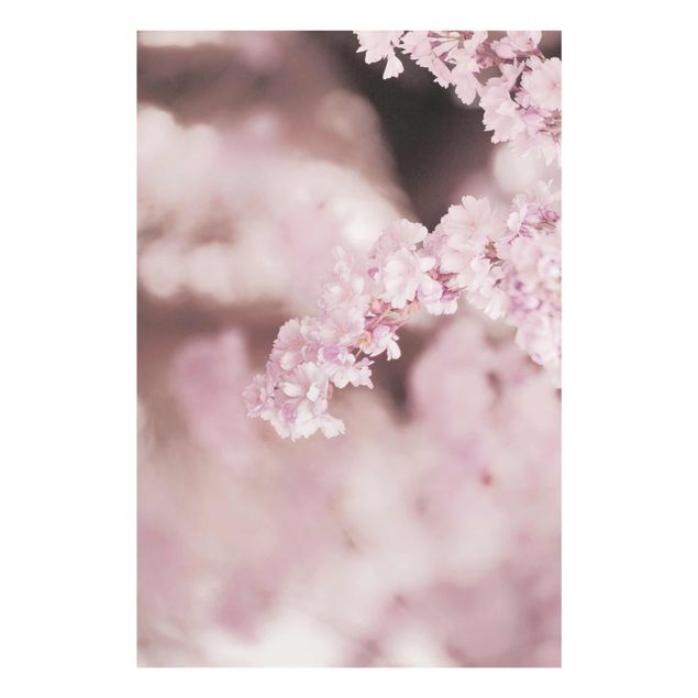Bilder auf Glas Kirschblüte im Violetten Licht