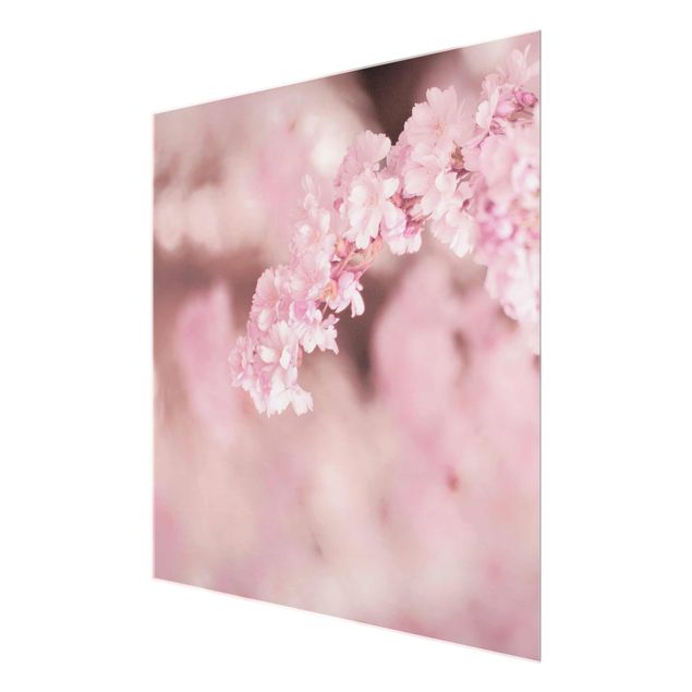 Glasbild - Kirschblüte im Violetten Licht - Quadrat