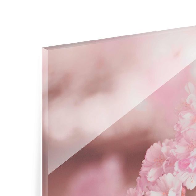 Glasbild - Kirschblüte im Violetten Licht - Quadrat