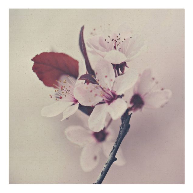 Leinwandbild Natur - Kirschblütenzweig Altrosa - Quadrat 1:1