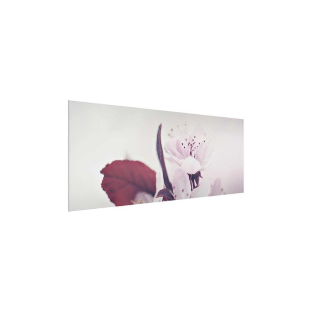 schöne Bilder Kirschblütenzweig Altrosa