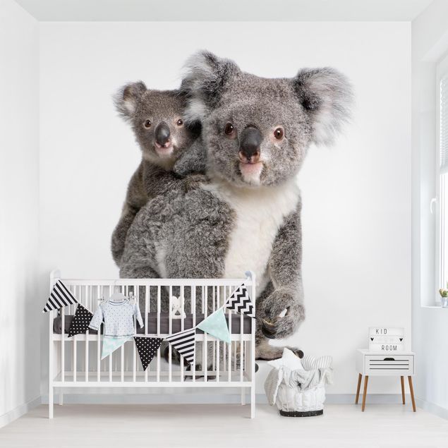 Fototapete selbstklebend Koalabären