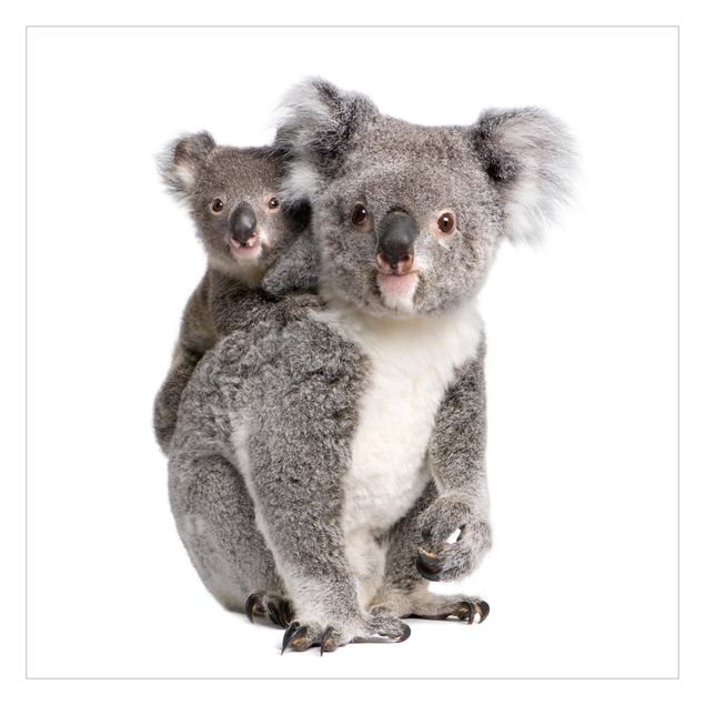 Fototapete - Koalabären