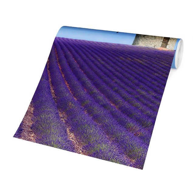 Fototapete - Lavendelduft in der Provence