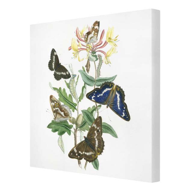 Leinwandbild - Britische Schmetterlinge IV - Quadrat 1:1
