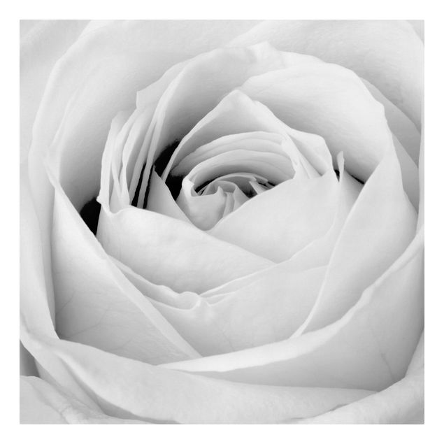 Leinwandbilder kaufen Close Up Rose