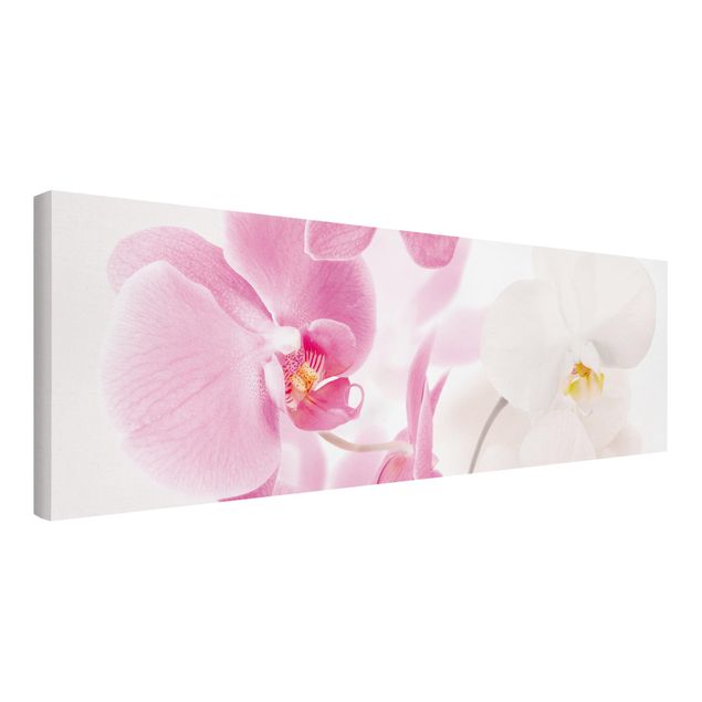 Leinwandbild - Delicate Orchids - Panorama Quer