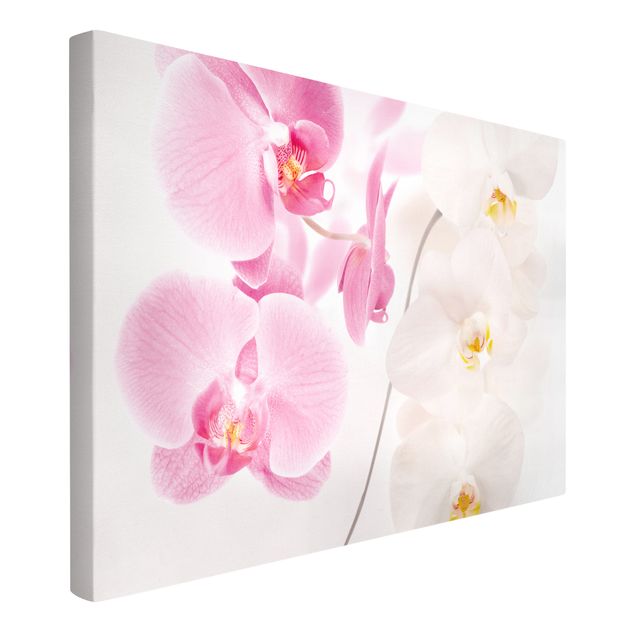 Leinwandbilder kaufen Delicate Orchids