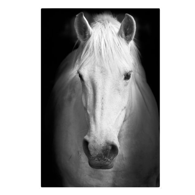 Leinwandbilder kaufen Dream of a Horse