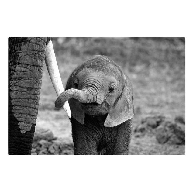 Leinwandbild - Elefantenbaby - Quer 3:2