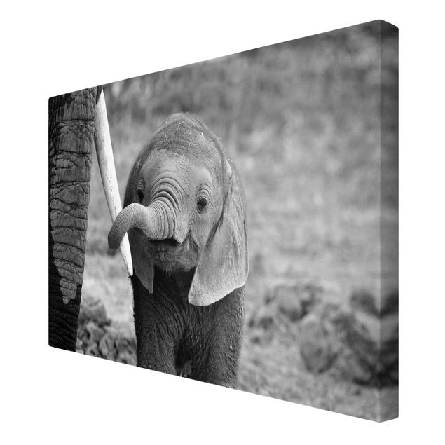 Leinwandbild - Elefantenbaby - Quer 3:2