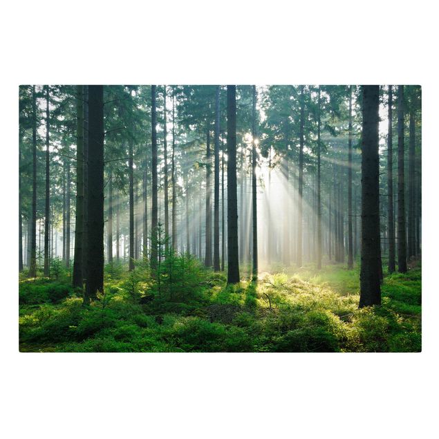 Leinwandbild - Enlightened Forest - Quer 3:2