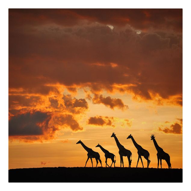 Leinwandbild - Fünf Giraffen - Quadrat 1:1